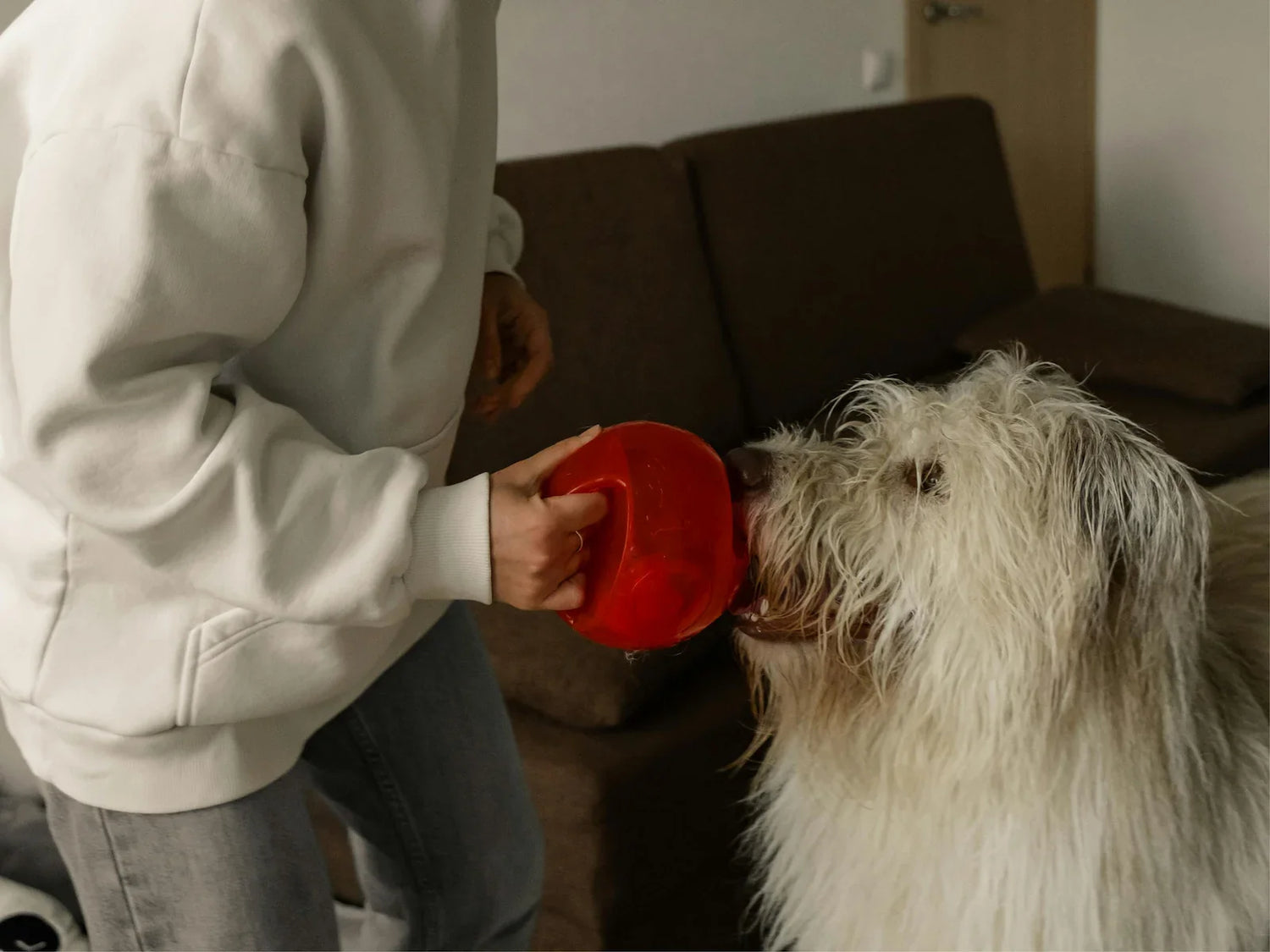 Caring for Dogs Through Change: Age, Anxiety, and Recovery