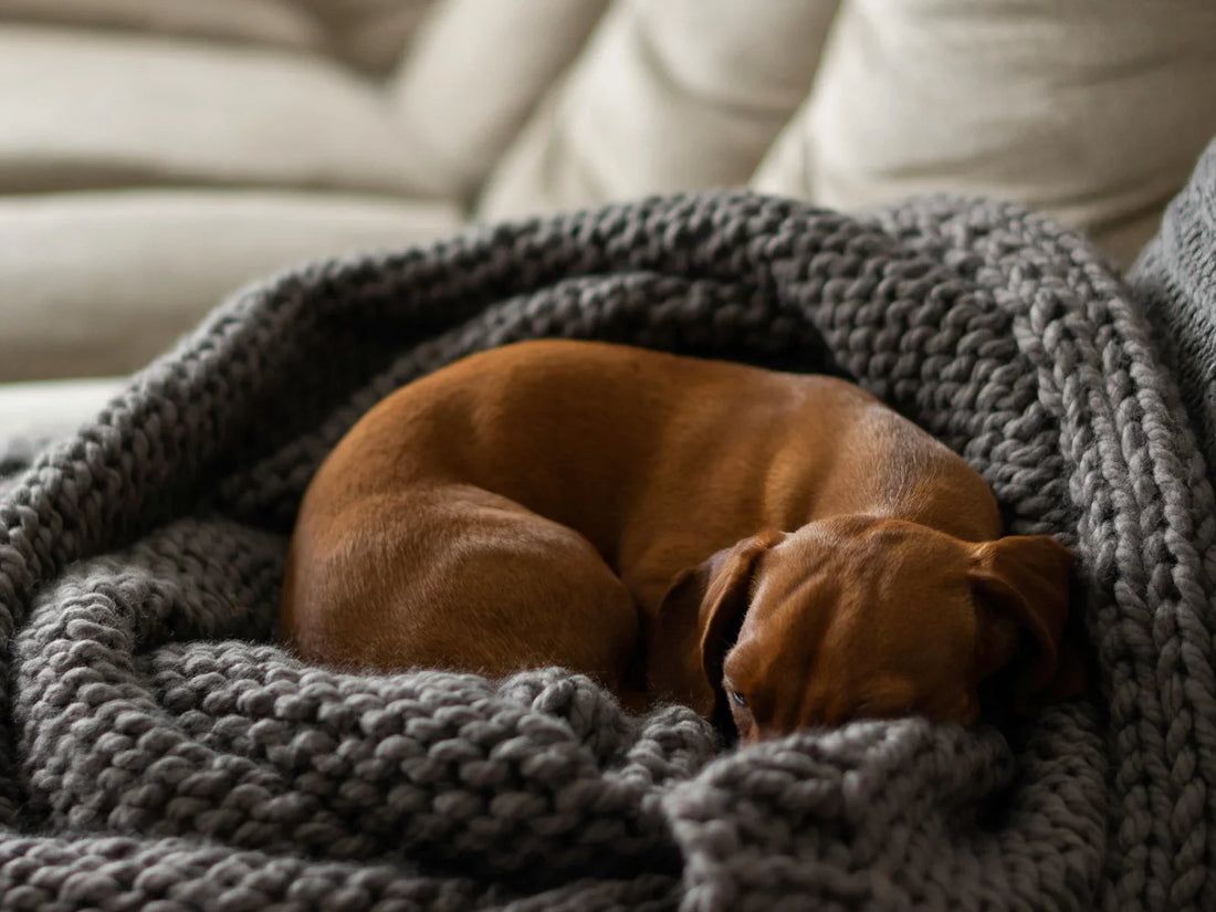 Why Many Pet "Solutions" Feel Clinical — And Why That Matters at Home