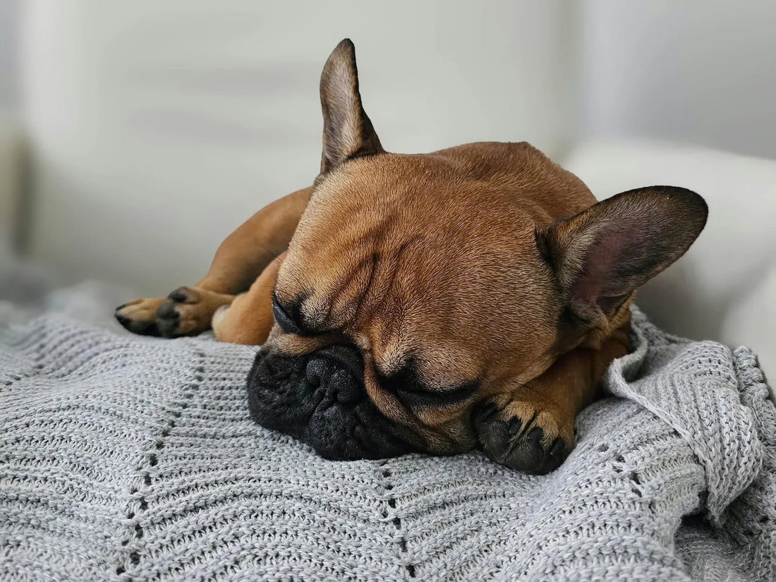 When Dogs Need a Little Extra Support at Home - Spotting the signs and supporting them through