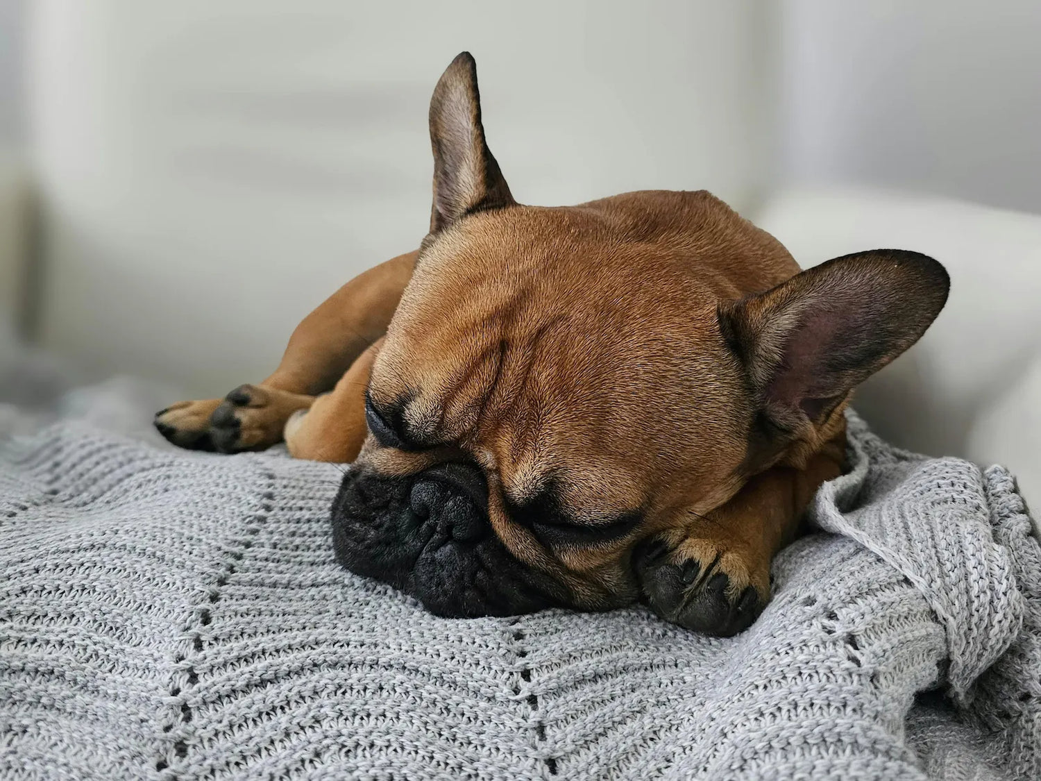 When Dogs Need a Little Extra Support at Home - Spotting the signs and supporting them through