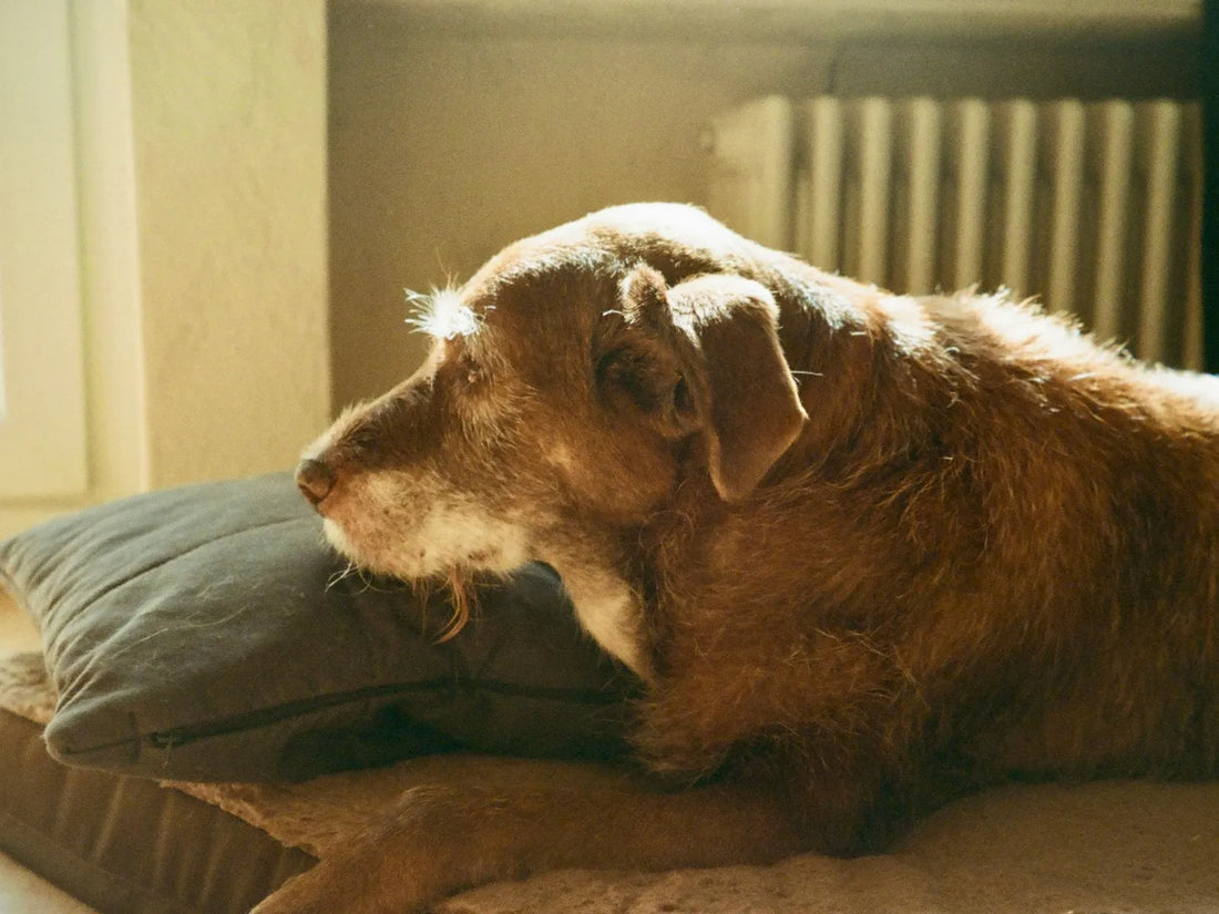 Supporting Older Dogs at Home: Why Smaller, Safer Spaces Can Help