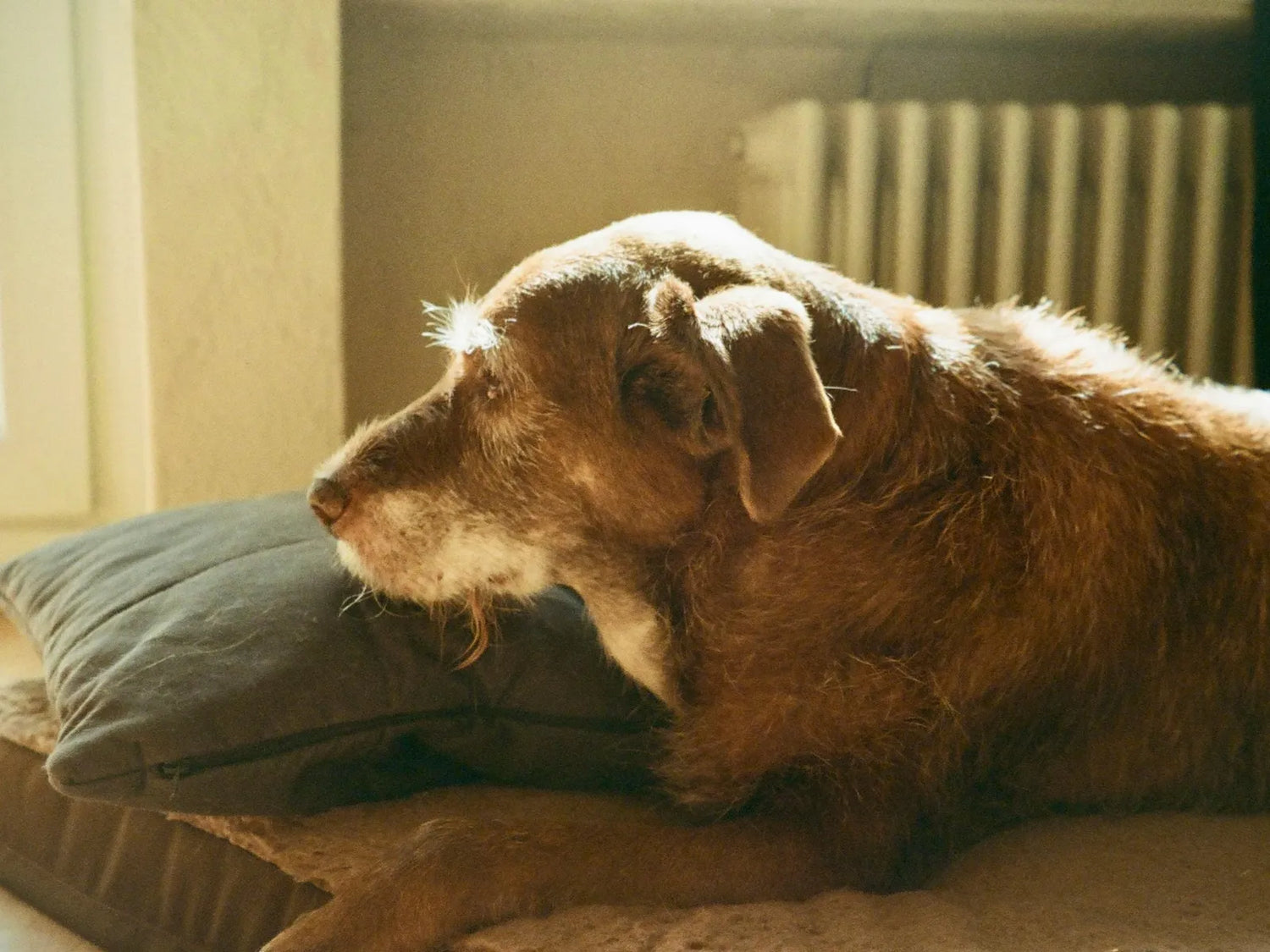 Supporting Older Dogs at Home: Why Smaller, Safer Spaces Can Help